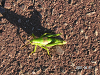 s_PICT0267_thumb.png